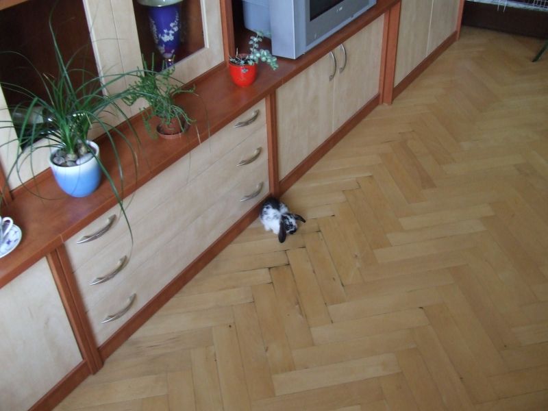 Ňuf 006b.jpg