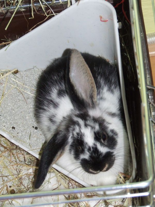 Ňufoun2 010.jpg